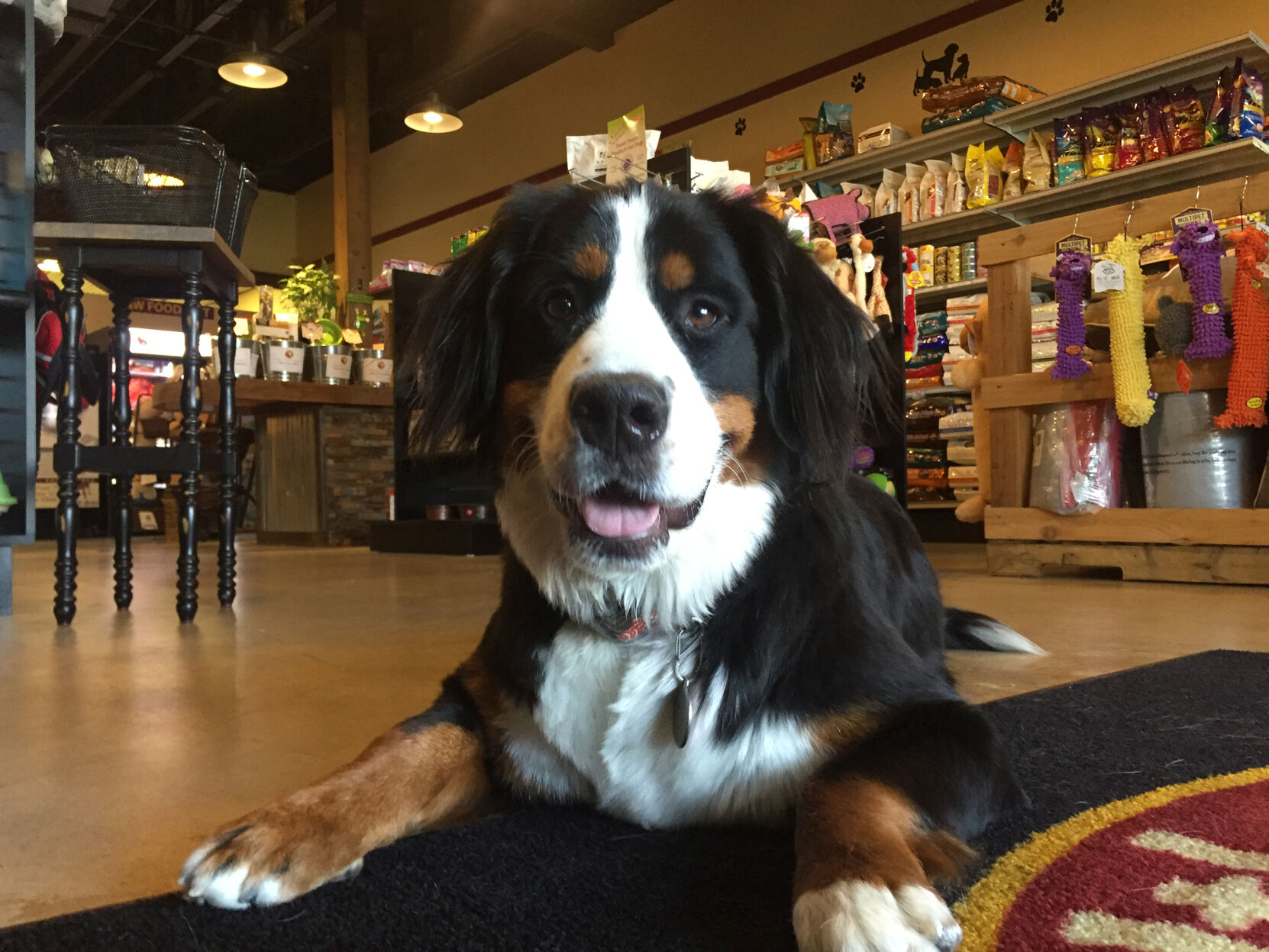 ShopkeeperHealthyPets4.JPG